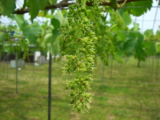 発芽・開花期