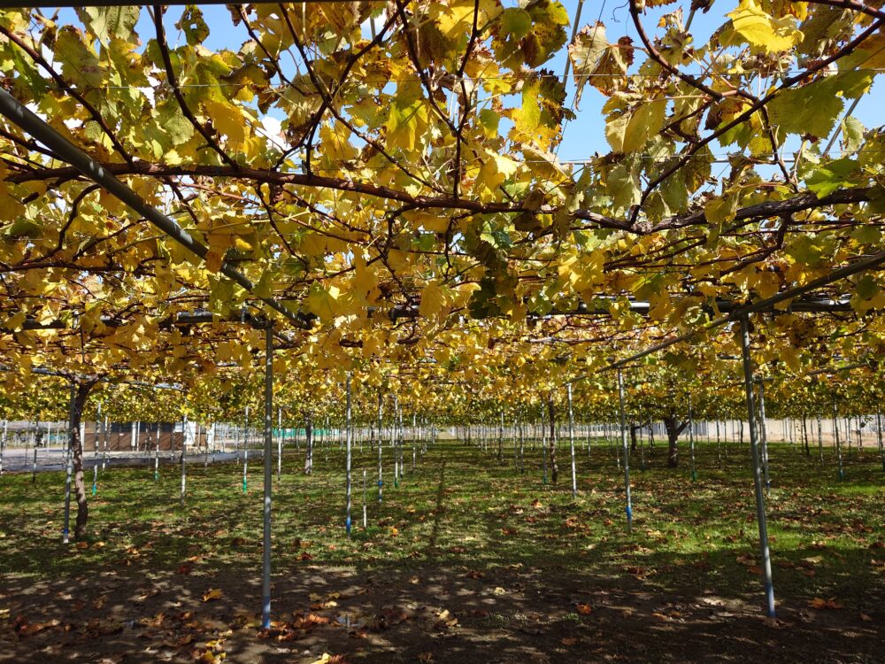 2025年11月7日(金)